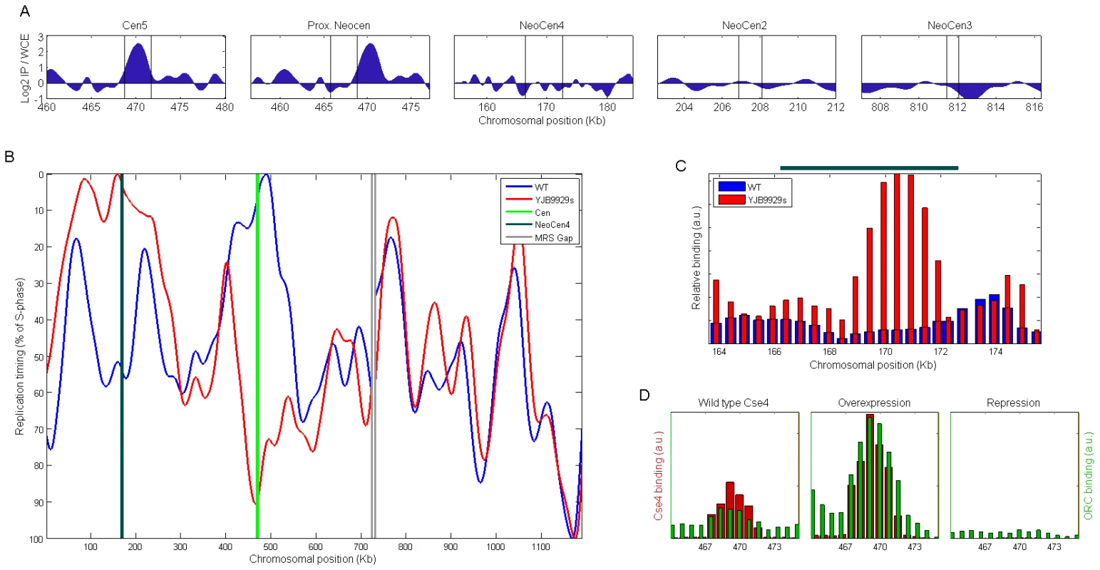 Neocentromere formation causes replication timing advancement.
