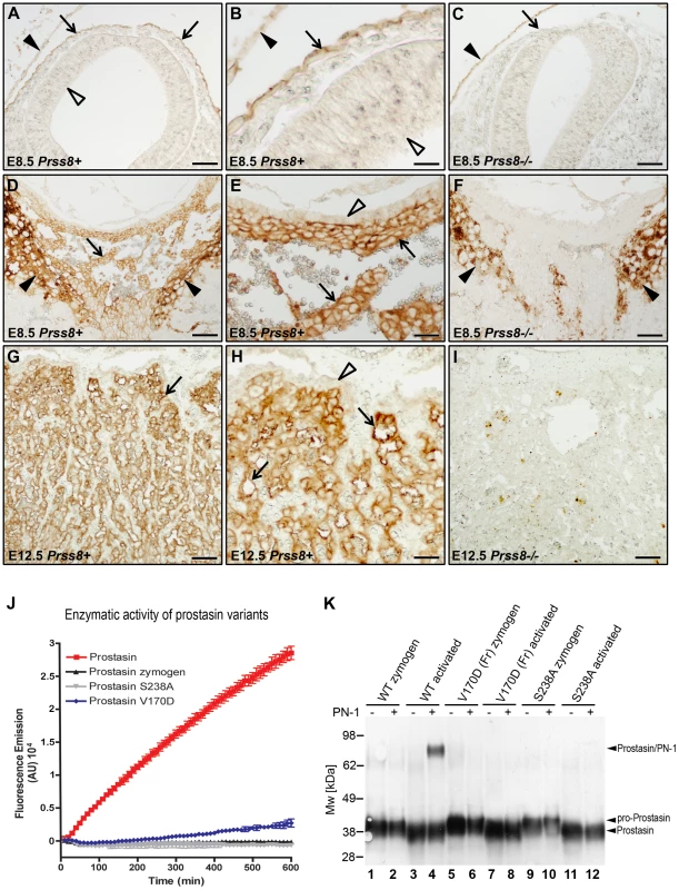 Prostasin expression in embryonic and extraembryonic tissues.
