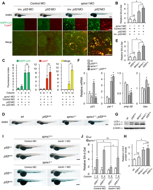 p53 depletion does not suppress but rather exacerbates Spns1 deficiency.