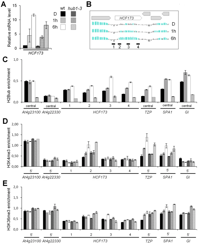 Dynamics of H3K4me3 and H3K36me3 levels on genes exhibiting light-induced H2Bub enrichment.