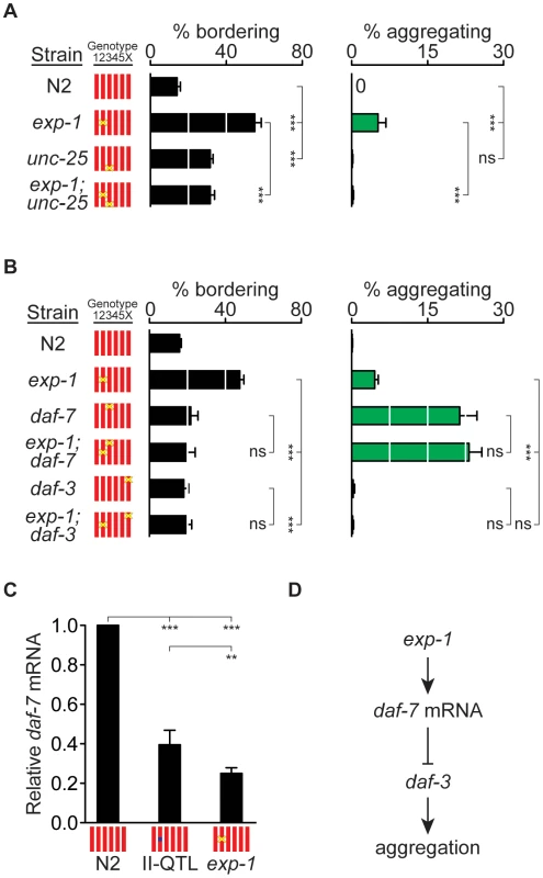 <i>exp-1</i> acts with GABA and <i>daf-7</i> TGF-β to regulate bordering and aggregation.