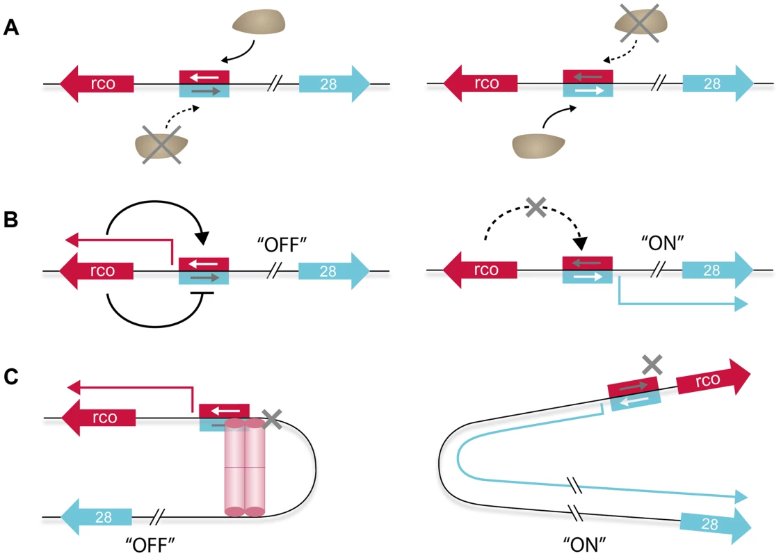 Model of the different layers contributing to the genetic switch controlling expression of the pLS20 conjugation genes.