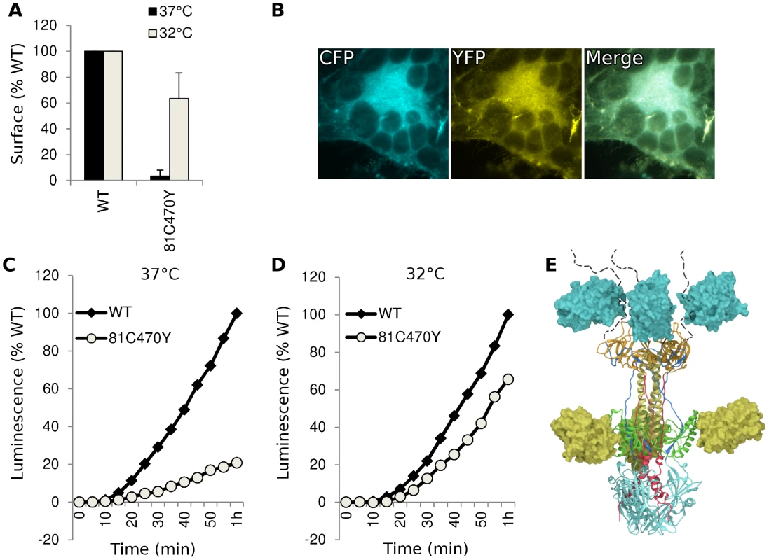 Characterization of dual-labeled construct gB-81C-470Y.