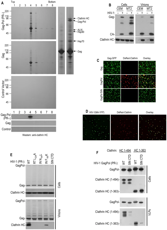 Clathrin is recruited into HIV-1 particles by Pol.