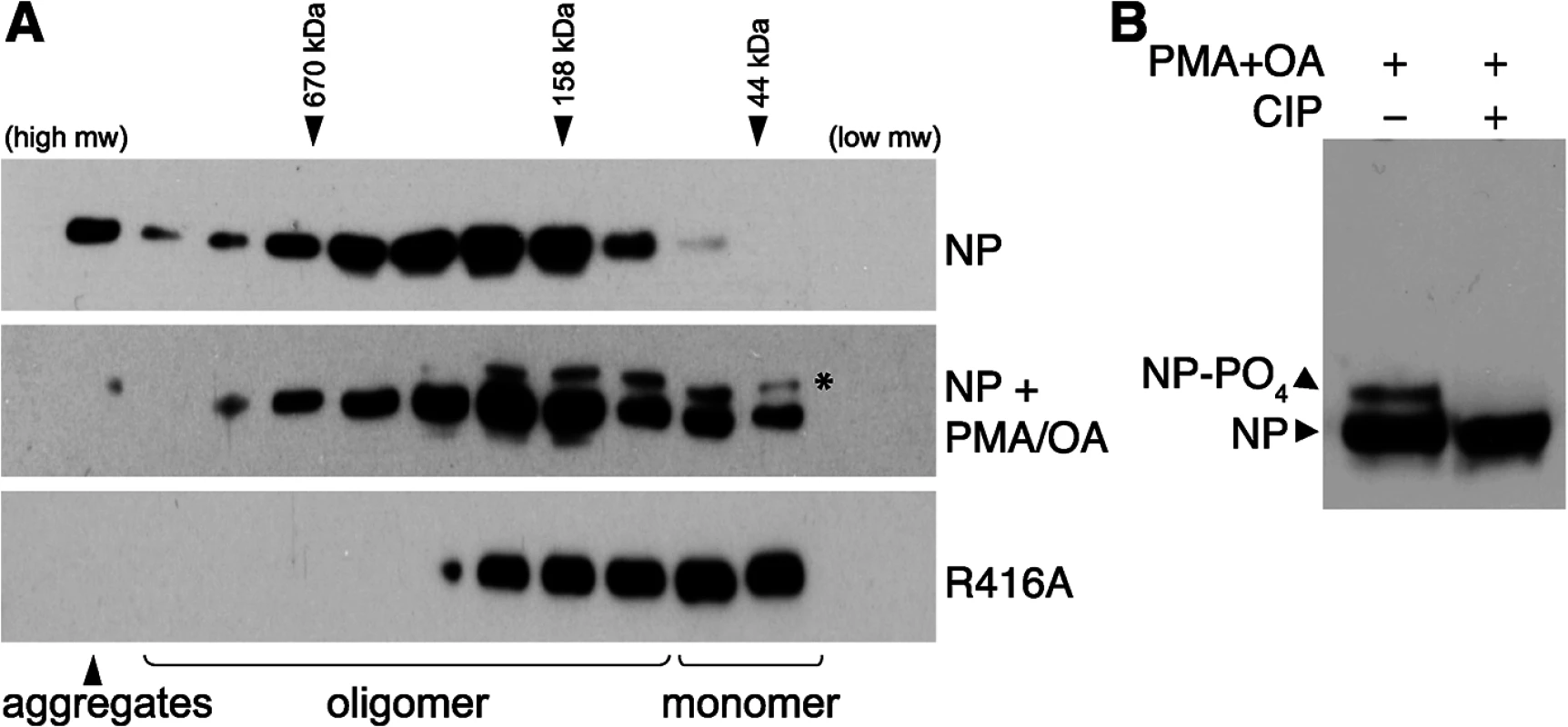 Phosphorylation disrupts self-association of NP.