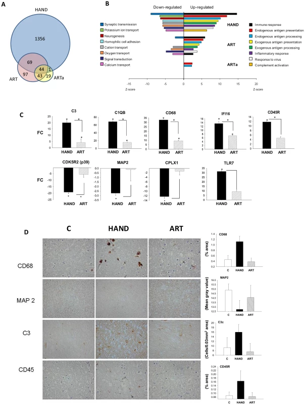 The pattern of changes in brain cell gene expression relative to uninfected subjects differs significantly between untreated HAND patients and HAND patients treated with ART.