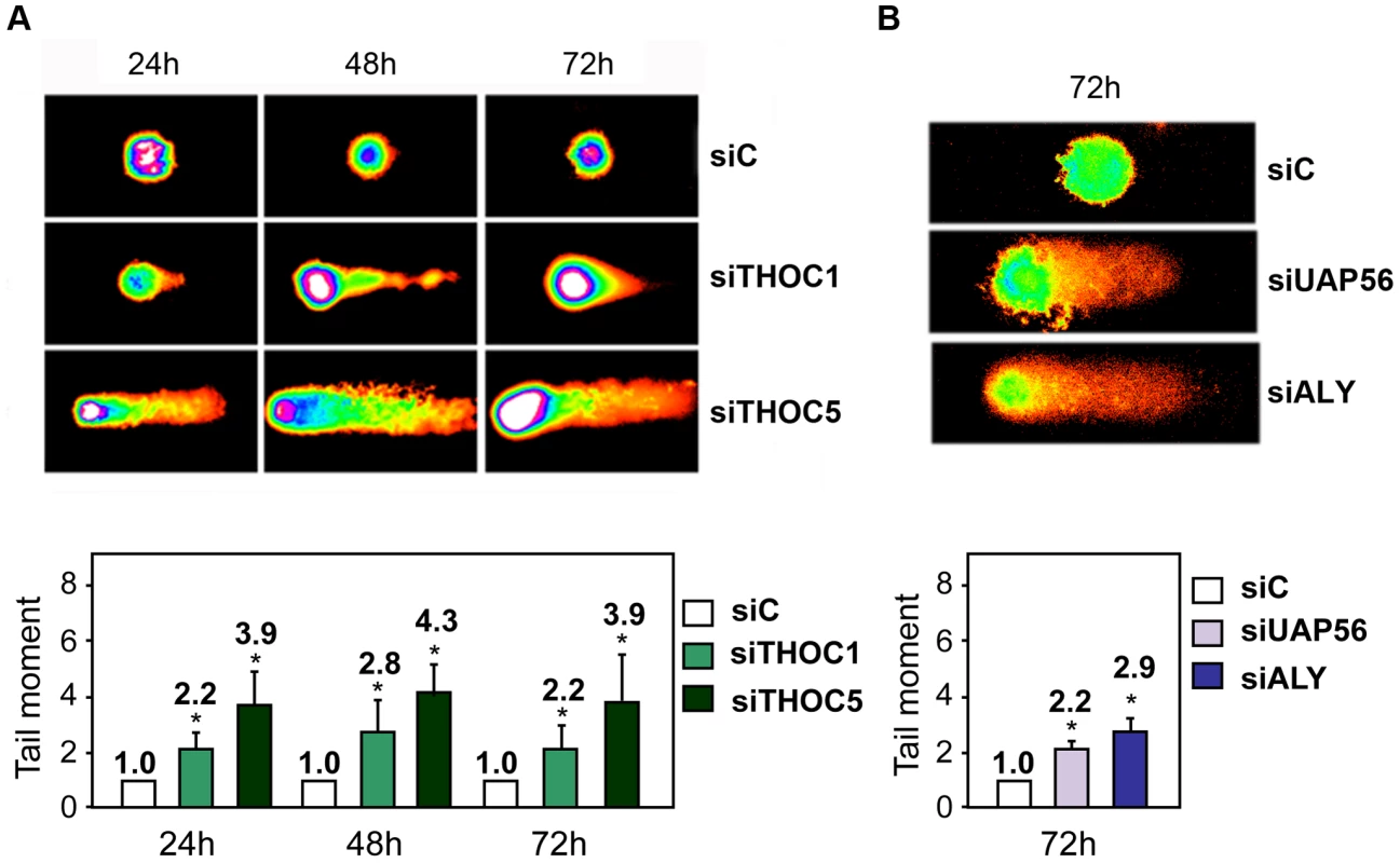 THO/TREX depletion leads to an increase in DNA breaks.