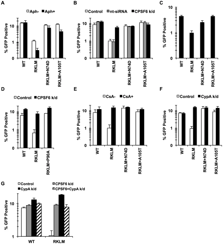 CPSF6 and CypA coordinate to suppress early HIV-1 CTL escape mutants in HLA-B27+ subjects.