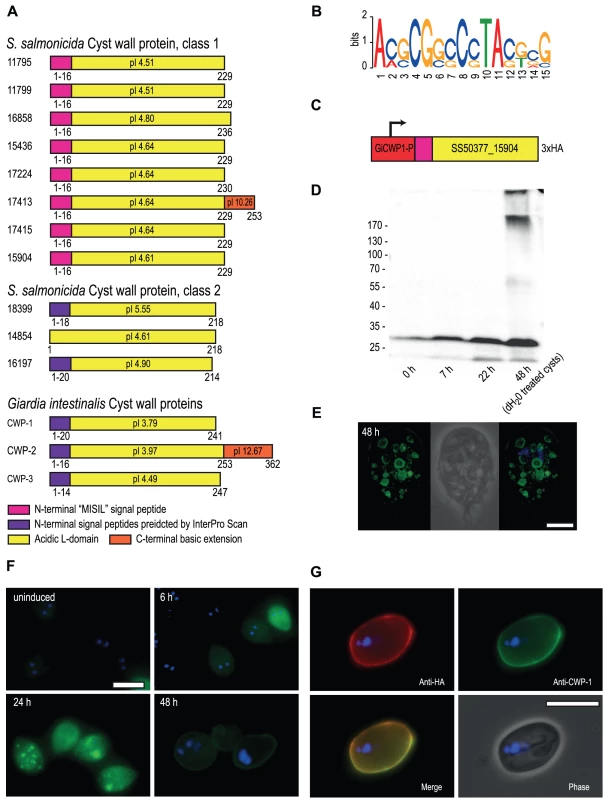 <i>S. salmonicida</i> cyst wall proteins traffic in <i>G. intestinalis</i> ESVs and incorporate into the cyst wall.