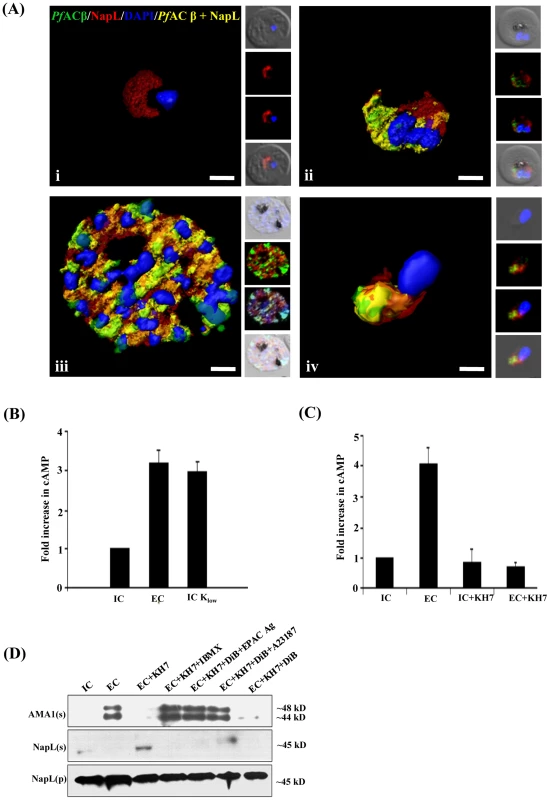 Production of cAMP in <i>P. falciparum</i> merozoites by adenylyl cyclase β (PfACβ) and microneme exocytosis.