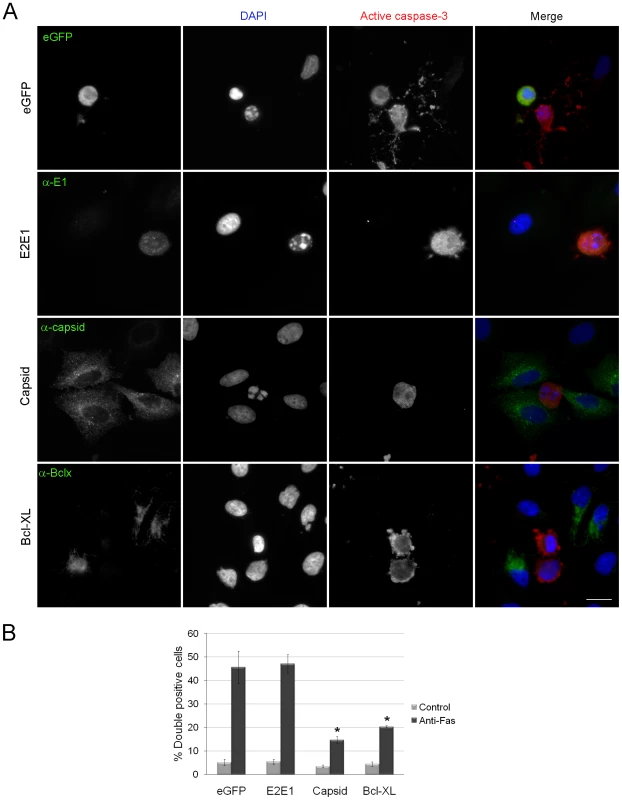 Expression of RV capsid protein blocks activation of caspase 3.