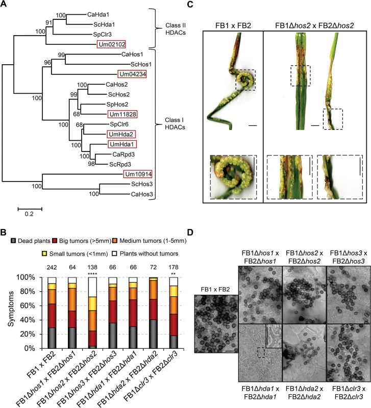 Hos2 is important for pathogenicity.
