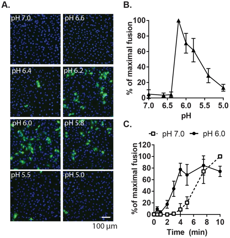 Characterization of the pH threshold for RuV fusion.