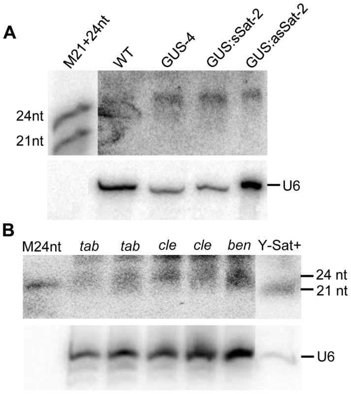 sRNAs of 24 nt in size are readily detectable in <i>Nicotiana</i> plants using Y-Sat probe.