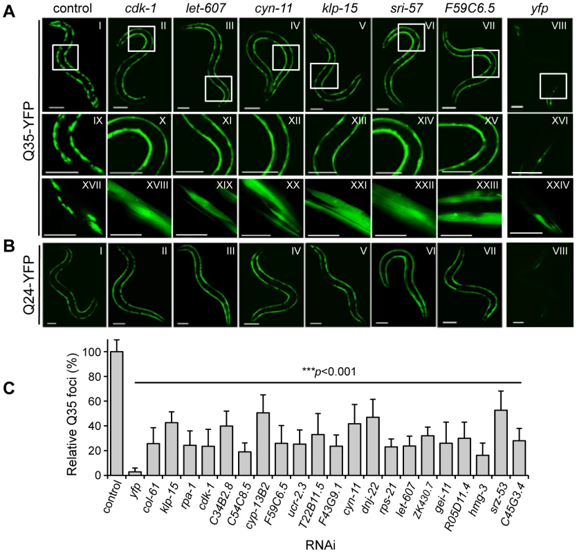 Genome-wide RNAi screen for suppression of Q35 aggregation.