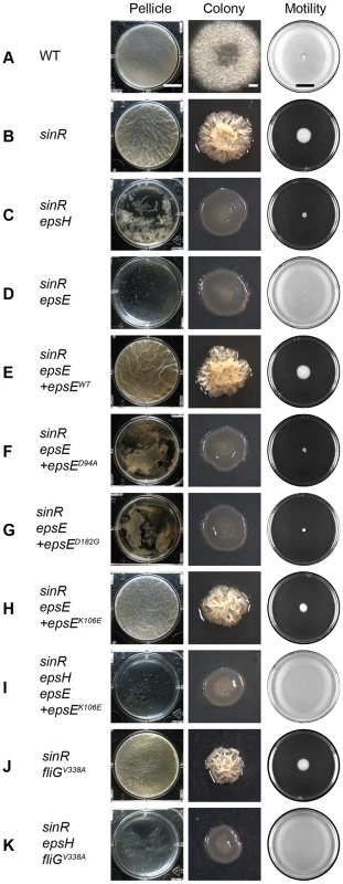 EpsE inhibits motility and promotes biofilm formation.