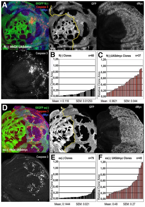 dMyc overexpression enhances the proliferation of Hpo pathway mutant cells.