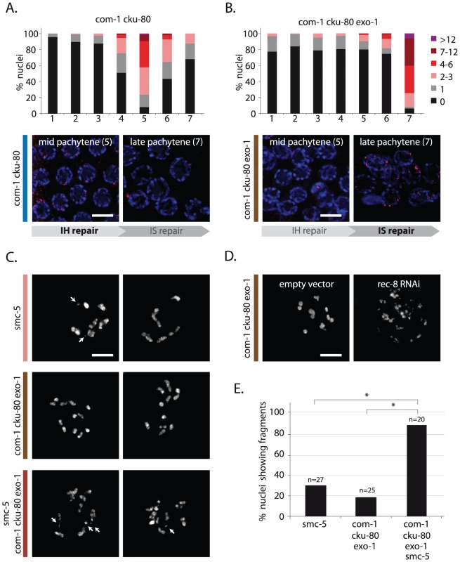 EXO-1 and COM-1 are needed for efficient interhomolog HR, but dispensable for intersister HR.