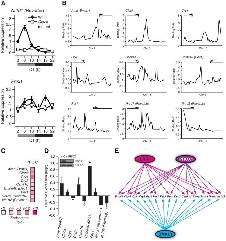 PROX1 is a regulator of the molecular clock that itself exhibits a rhythmic clock-dependent circadian expression.