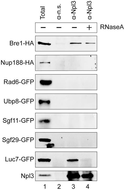 Npl3 physically interacts with Bre1.