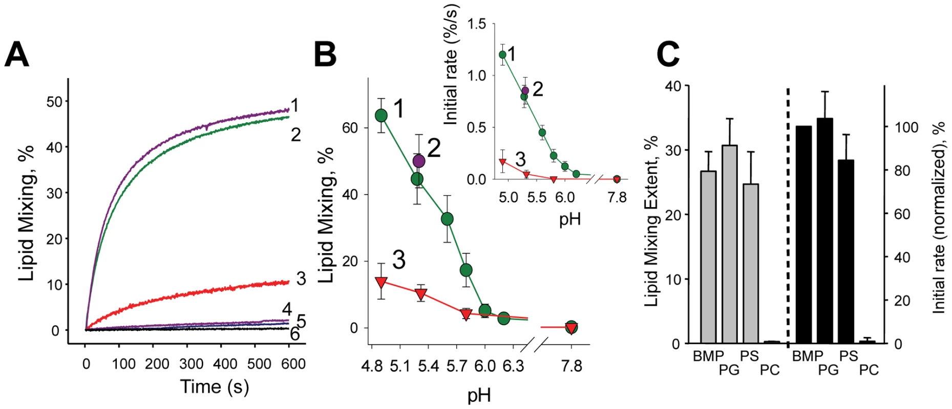 The dependence of DEN fusion to liposomes on anionic lipids.