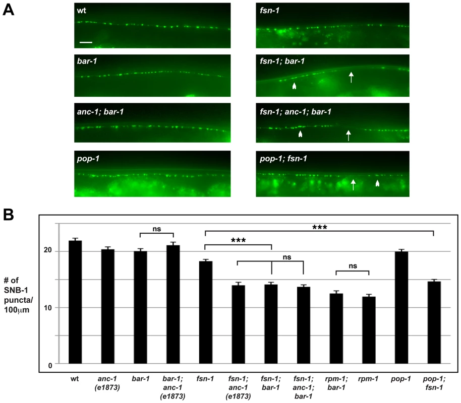 <i>anc-1</i> and <i>bar-1</i> function in the same genetic pathway to regulate synapse formation.