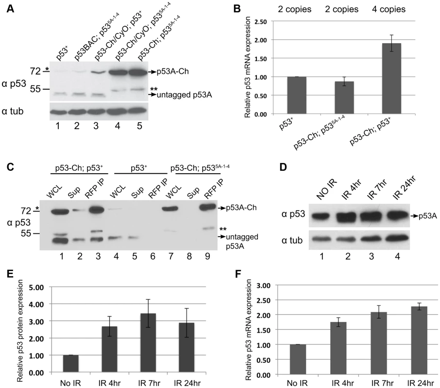 p53 protein complex turnover in mitotic cycling cells.