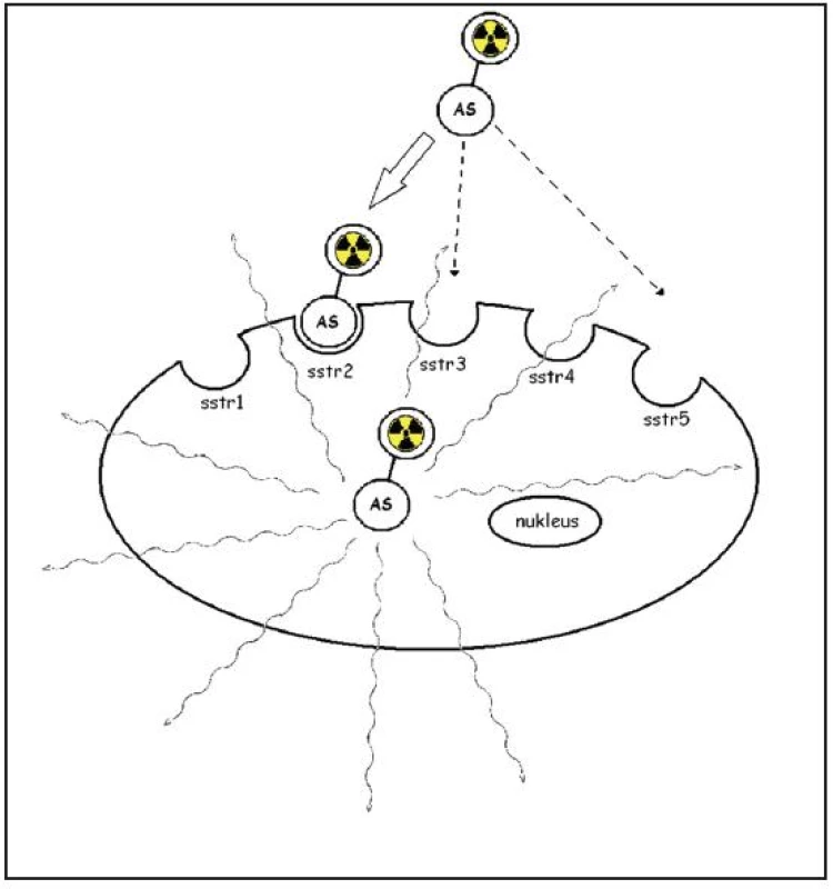 Schematicky zobrazen princip somatostatinové receptorové scintigrafie. Analog somatostatinu (AS) označený radionuklidem je vázán na membránový receptor, internalizován a vnášen do buňky. Upraveno podle E. Van Cutsema <sup>9</sup>.