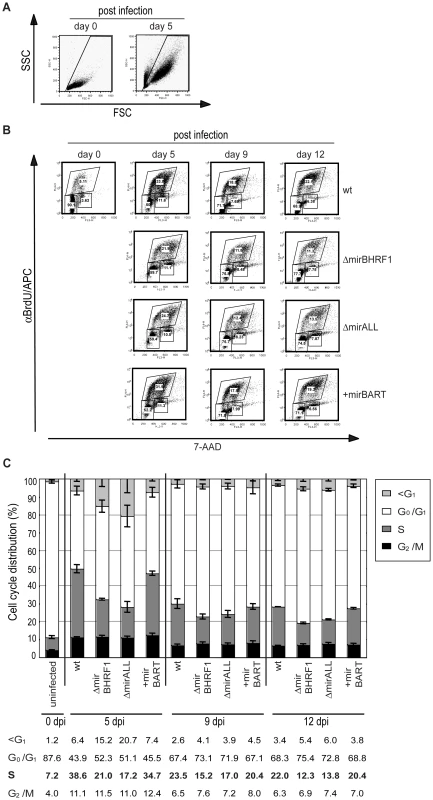 Cell cycle distribution of primary human B cells infected with miRNA-mutant or prototype 2089 EBVs.