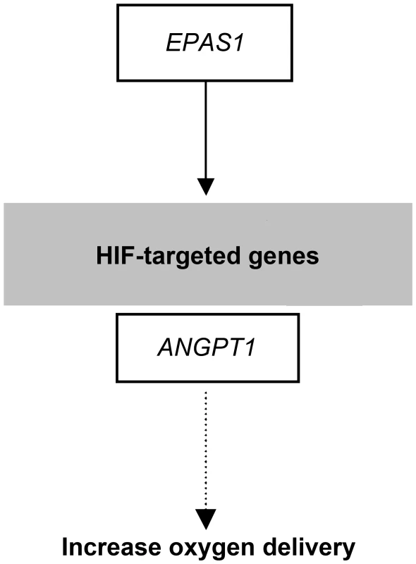 Selection candidates involved in the HIF pathway that were found to show evidence of positive selection in highland wolves.