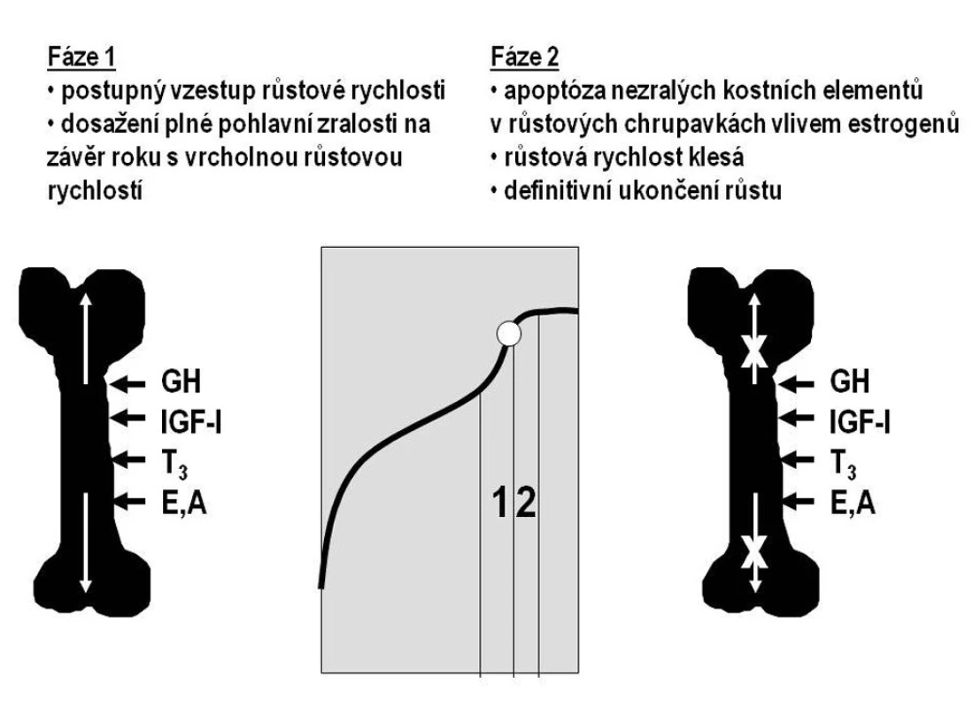 Schematické znázornění dvou fází pubertálního
růstového období. V první fázi růstová rychlost stoupá a dosahuje vrcholu v posledním roce před dosažením plné pohlavní zralosti (menarché, první ejakulace – označena bílým kroužkem). Poté se růst zpomaluje a postupně končí, neboť došlo k apoptóze nezralých kostních elementů. Tu u obou pohlaví způsobují estrogeny. Hormonální vlivy se přitom nemění – na kost i nadále působí růstový hormon (GH), IGF-I, trijódtyronin (T3), androgeny (A) a estrogeny (E).