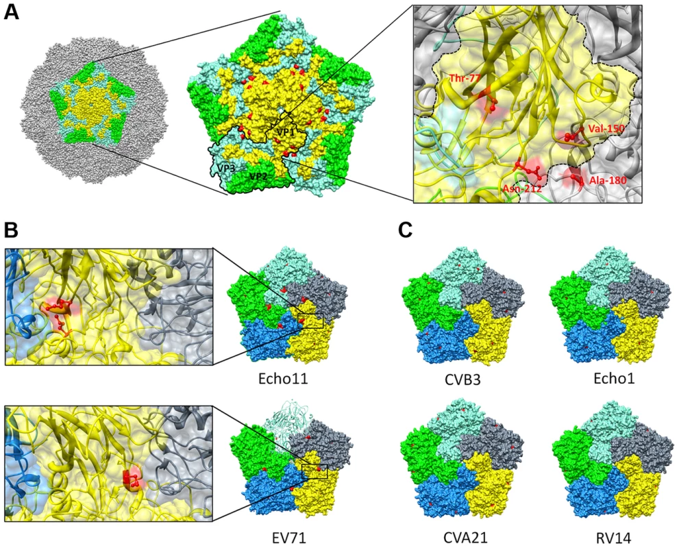 Resistance to GSH depletion maps to the interface between 2 protomers.