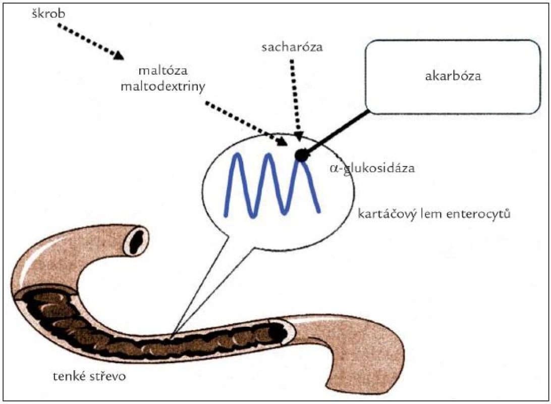 Mechanizmus účinku inhibitorů -glukosidázy [53].