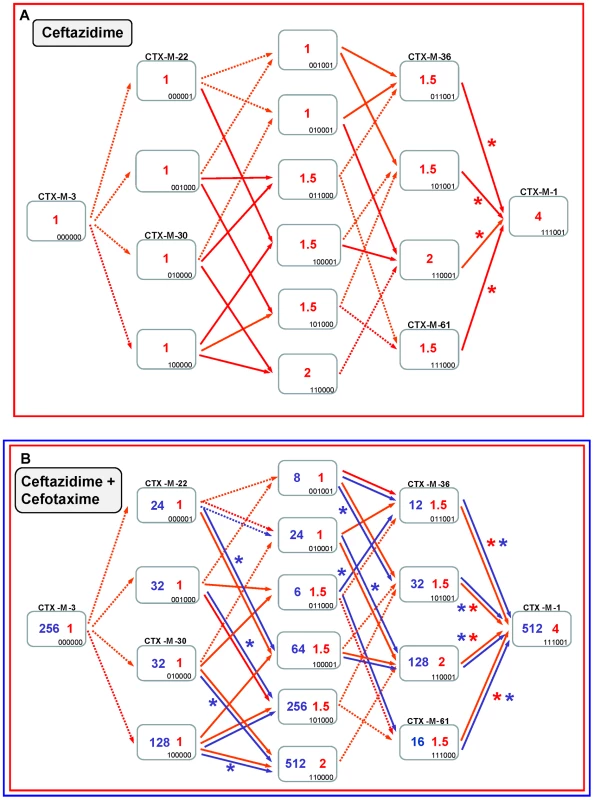 Diversification of CTX-M-3 towards CTX-M-1 in the absence of P167S and D240G.