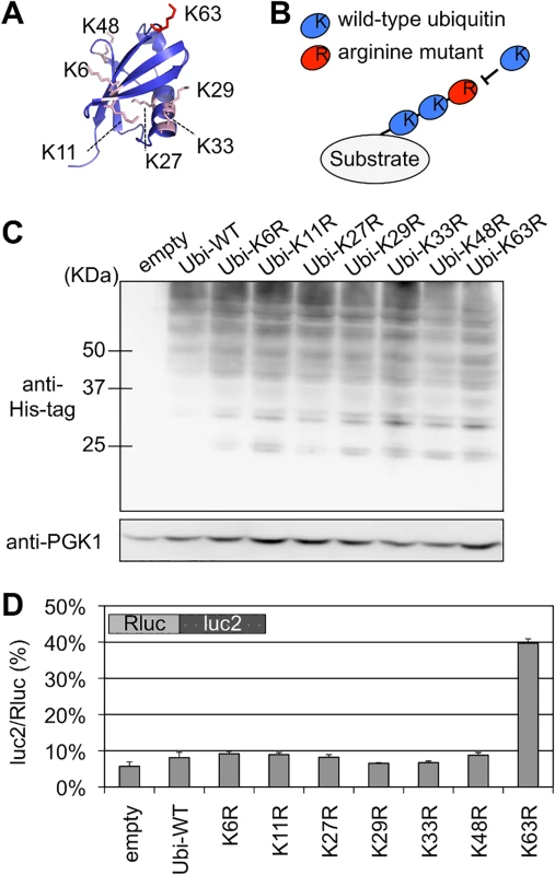 Effect of K63 polyubiquitination on the quality control for stalled translation.