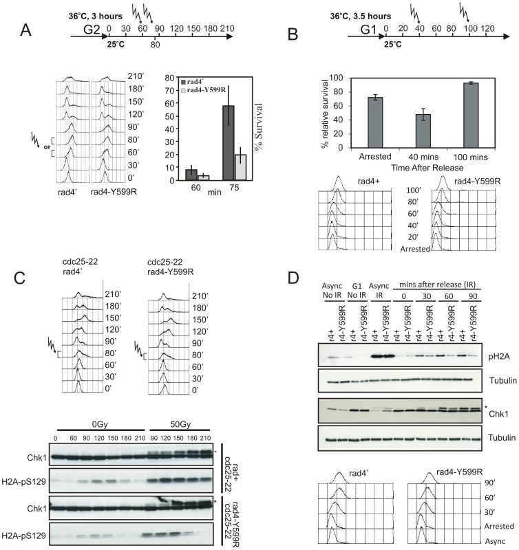 The Rad4<sup>TopBP1</sup> AAD is defective in checkpoint activation in S phase.