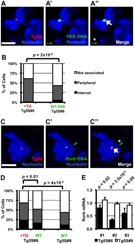 Nucleolar association of a genomic region increases upon integration of 5S rDNA transgenes.