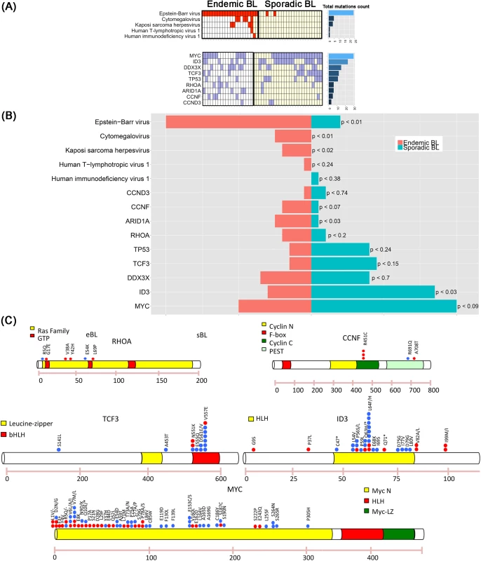 (A) The presence of mutations in genes previously described in BL is reported, including <i>MYC</i> (50%), <i>DDX3X</i> (35%), <i>ID3</i> (30%), <i>ARID1A</i> (25%), <i>RHOA</i> (20%), <i>TCF3</i> and <i>TP53</i> (15%), and <i>CCND3</i> 1/20 (5%). In addition, a new mutation is shown, involving <i>CCNF</i> and detected in 20% of the cases. (B) Bar plot showing the frequency comparison of virus presence and driver mutations between endemic and sporadic BL. For each comparison we report the p-value associated with rejecting the null hypothesis of equal eBL and sBL prevalences. (C) Distribution of mutations in 5 driver genes. Red points indicate endemic BL, while blue points the sporadic ones.