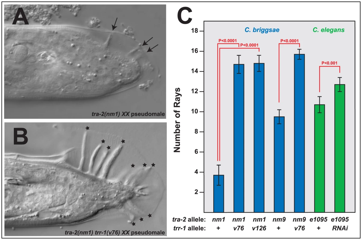 Mutations in <i>trr-1</i> and <i>tra-2</i> act synthetically to produce male tails.