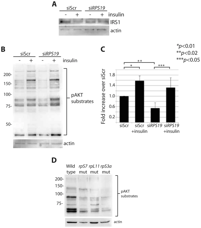 RP loss results in a decrease of IRS1 and phosphorylated AKT substrates.
