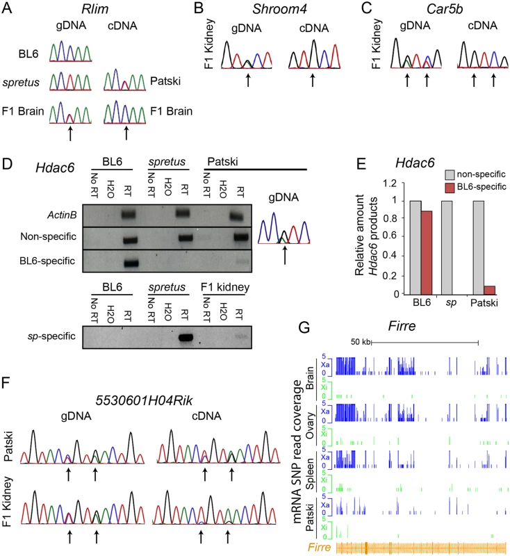 Validation of <i>Rlim</i>, <i>Shroom4</i>, <i>Car5b</i>, <i>Hdac6</i>, <i>5530601H04Rik</i> expression profiles and <i>Firre</i> mRNA profiles.