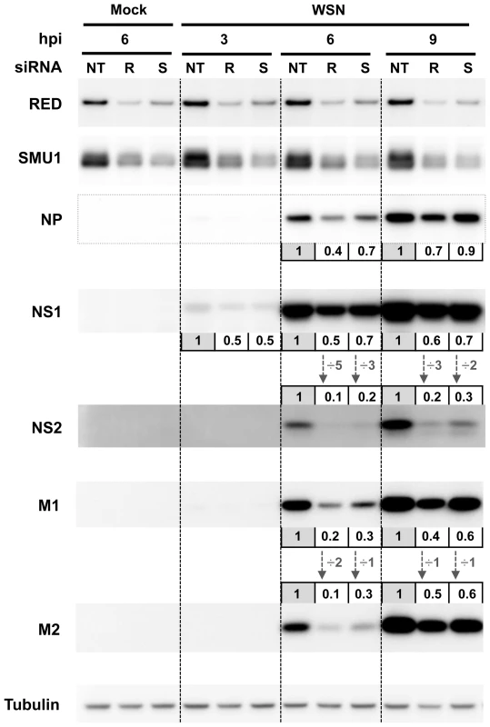 Effect of RED or SMU1 knock-down on the accumulation of influenza virus proteins.