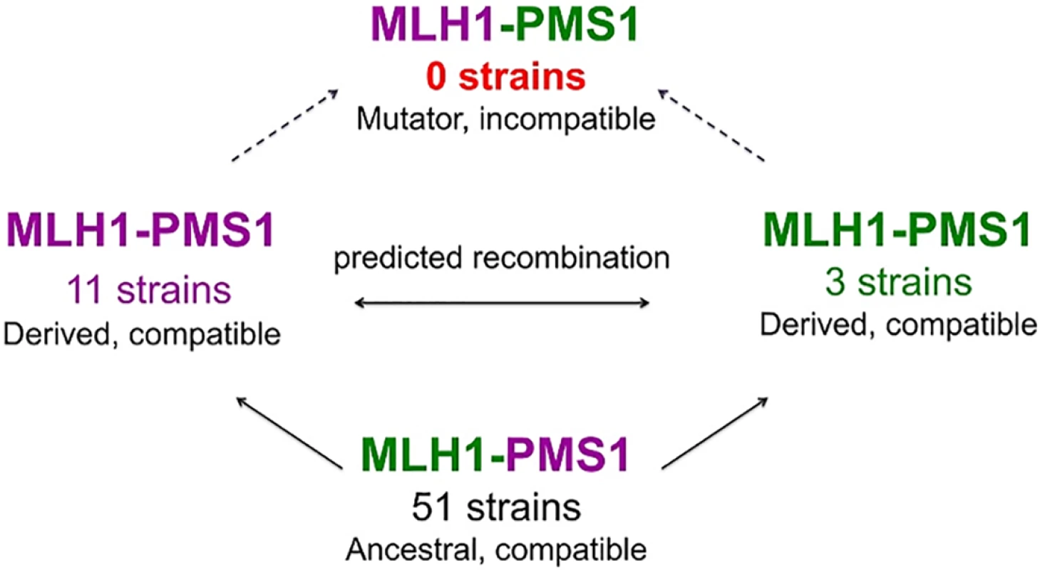 A model for how MMR incompatible populations arise in nature [<em class="ref">22</em>,<em class="ref">27</em>].
