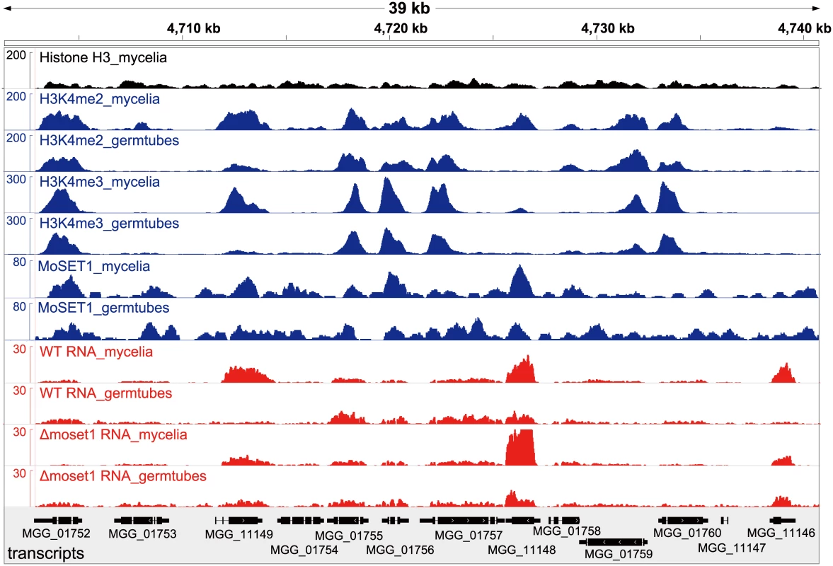Representative view of ChIP-seq and RNA-seq results in <i>Magnaporthe oryzae</i> Chromosome 2.