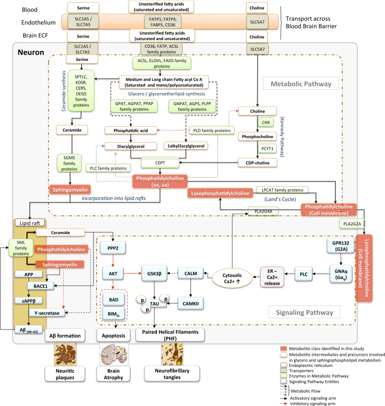 Metabolic pathways and signaling cascades involving glycerophospholipids and sphingolipids: relevance to AD pathogenesis.