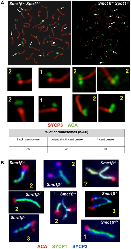 Loss of centromeric sister chromatid cohesion in <i>Smc1β<sup>−/−</sup></i> and <i>Smc1β<sup>−/−</sup>Spo11<sup>−/−</sup></i> early pachytene spermatocytes.