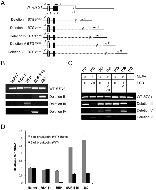 Expression of <i>BTG1</i> truncated read-through transcripts in BCP-ALL cells with <i>BTG1</i> deletions.