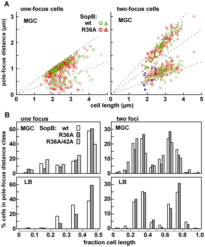 Limited effect of R36A mutation on mini-F positioning.