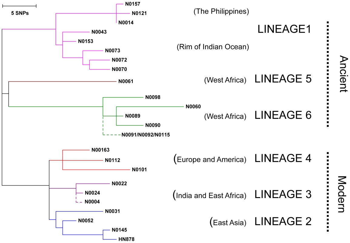 Selection of MTBC isolates representative of global genetic diversity.
