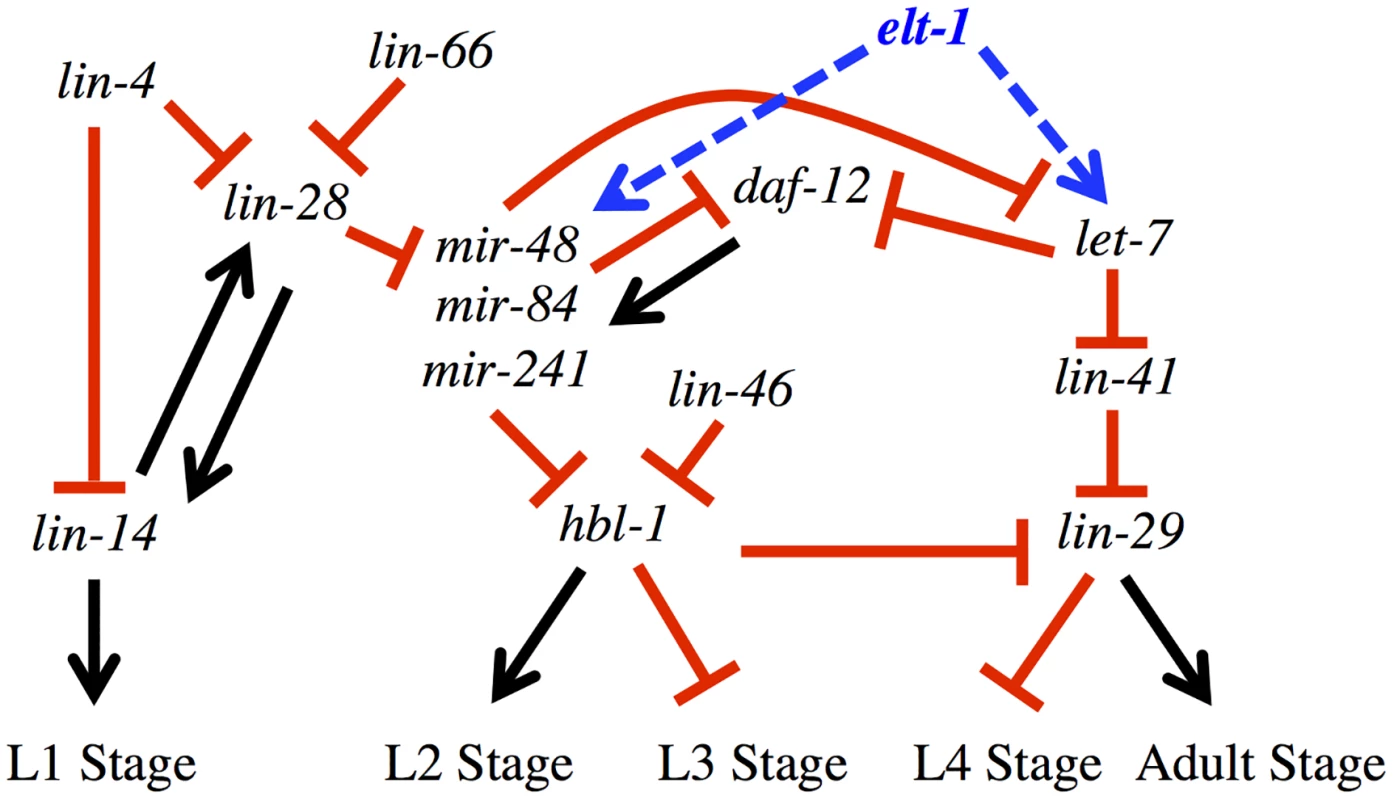 <i>elt-1/GATA</i> promotes the expression of multiple miRNAs that have key roles in the developmental timing regulatory pathway.